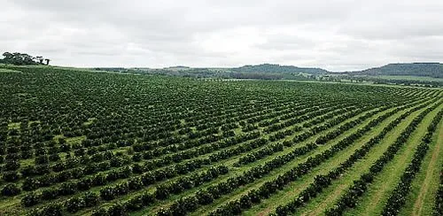Fazenda Jamaica - produção de laranjas