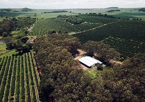 Fazenda Jamaica - laranjais