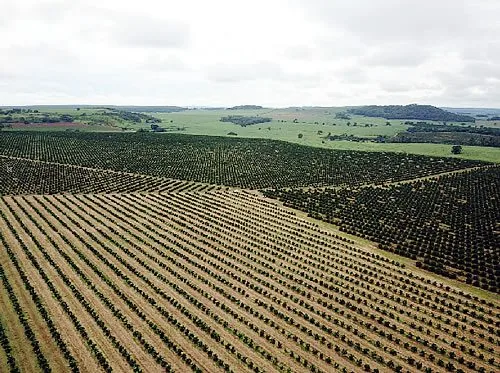 Fazenda Jamaica - produção agrícola