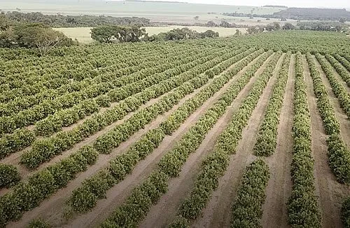Fazenda Jamaica - citricultura
