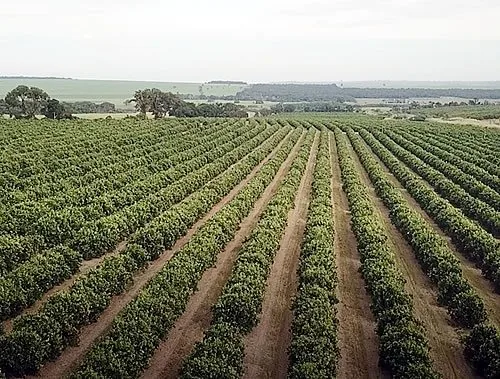 Fazenda Jamaica - frutas cítricas